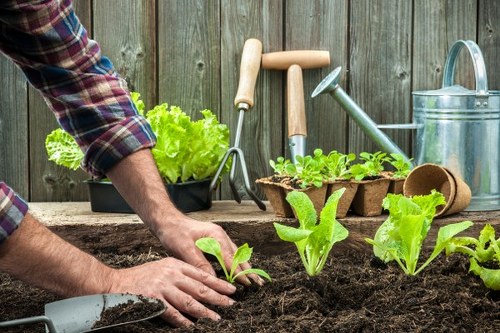 The image depicts a person working in a well-maintained garden, planting young leafy greens in rich, dark soil within a designated flowerbed area. The garden features a wooden fence in the background, enclosing a lush, green lawn with dense grass. Various gardening tools such as a small garden fork, trowel, and watering can are arranged nearby on a rustic wooden surface. There are two small, rectangular biodegradable plant trays containing additional seedlings or herbs, and a watering can ready for irrigation. The weather appears mild with soft natural light, suggesting a clear day ideal for outdoor gardening. The scene highlights the careful preparation of soil, the systematic planting of young plants, and the organized layout typical of restorative or decorative garden projects often undertaken by local gardening services in Mitcham or nearby areas. This setting reflects a typical backyard garden where professional gardening services might assist with planting, lawn care, and outdoor maintenance to create an inviting outdoor space.